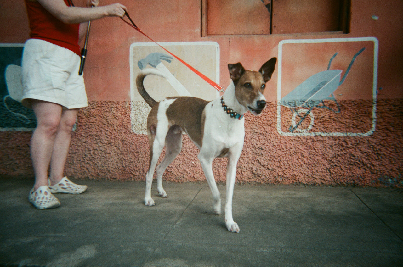 Contento Collar Kia $52