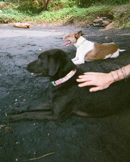 Two dogs resting at the beach