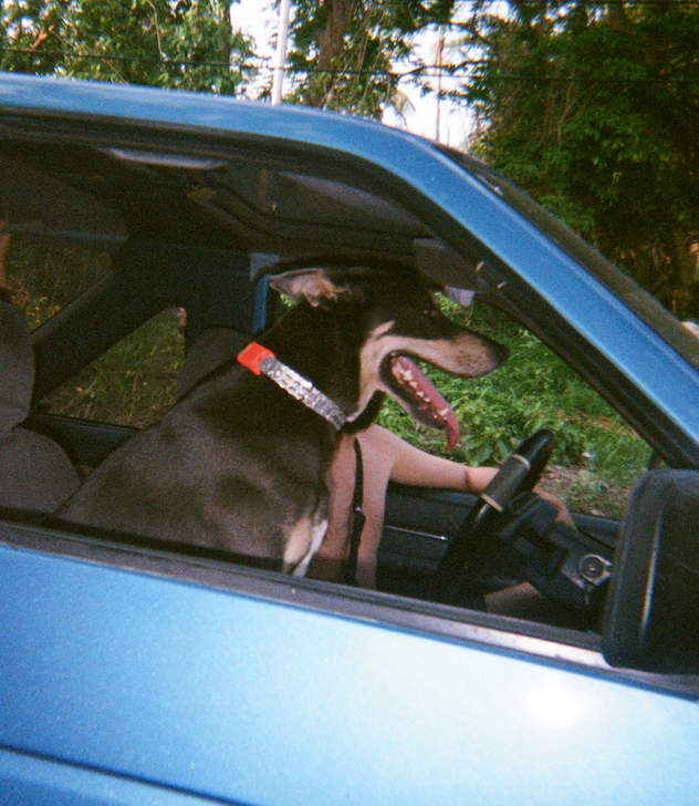 A black big dog sitting in a car