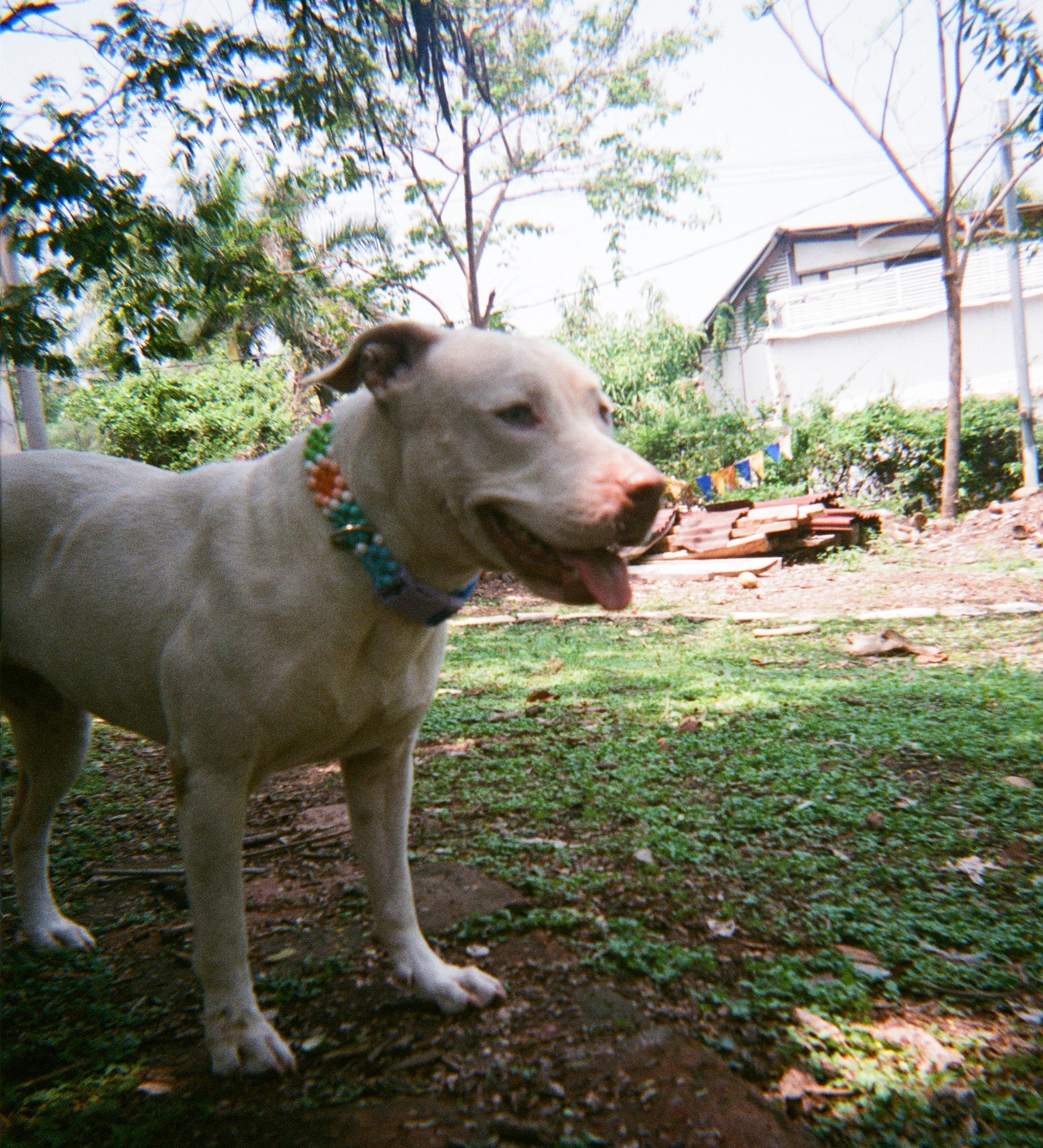 White dog with Colorful beads