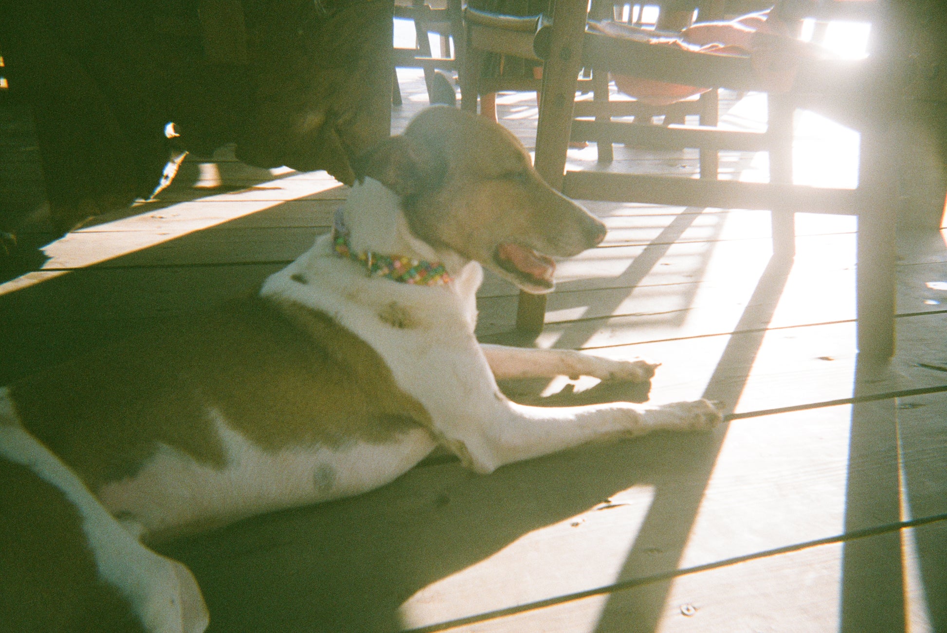 Colorful beads dog collar