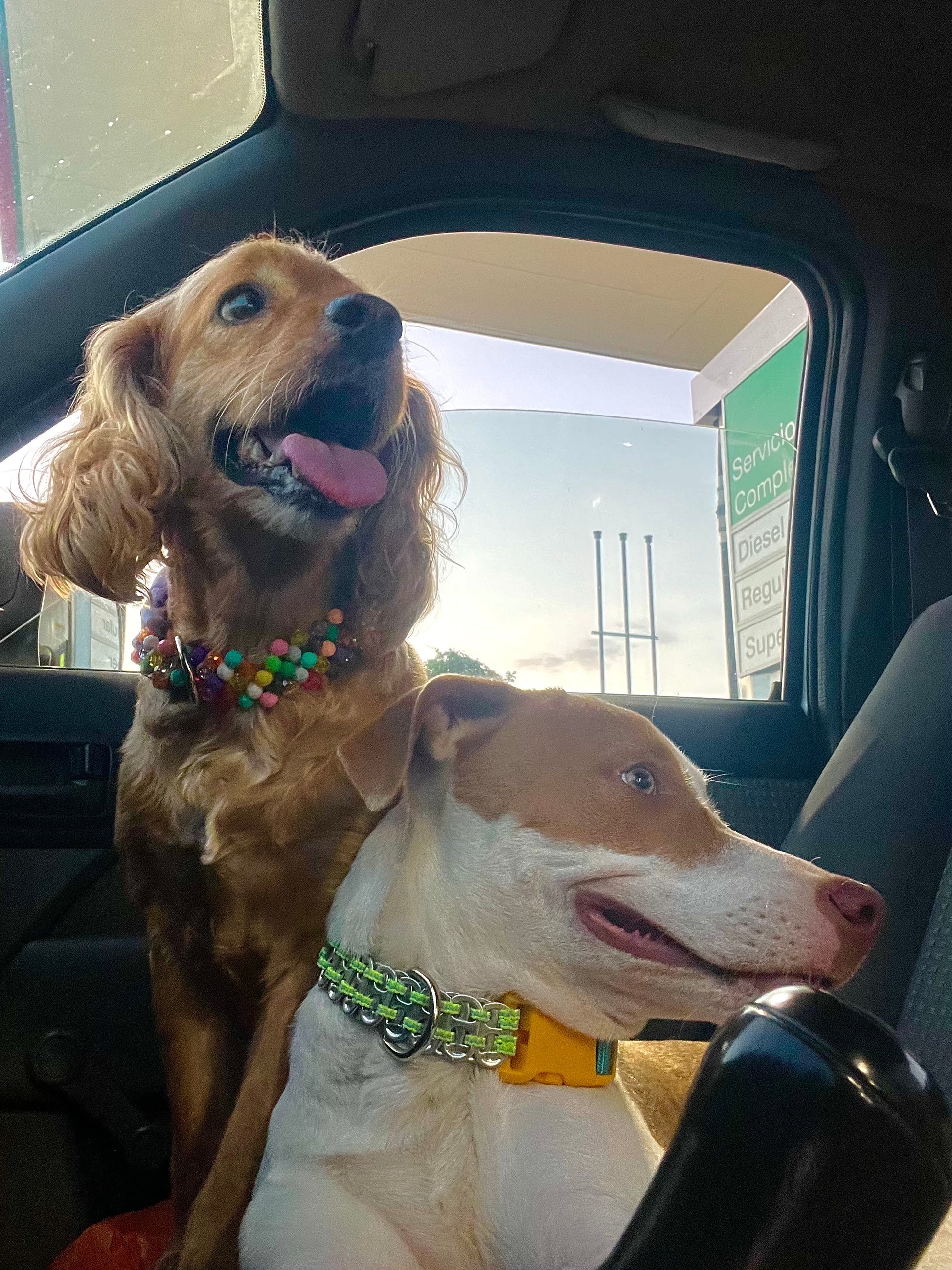 Two dogs with colorful collars