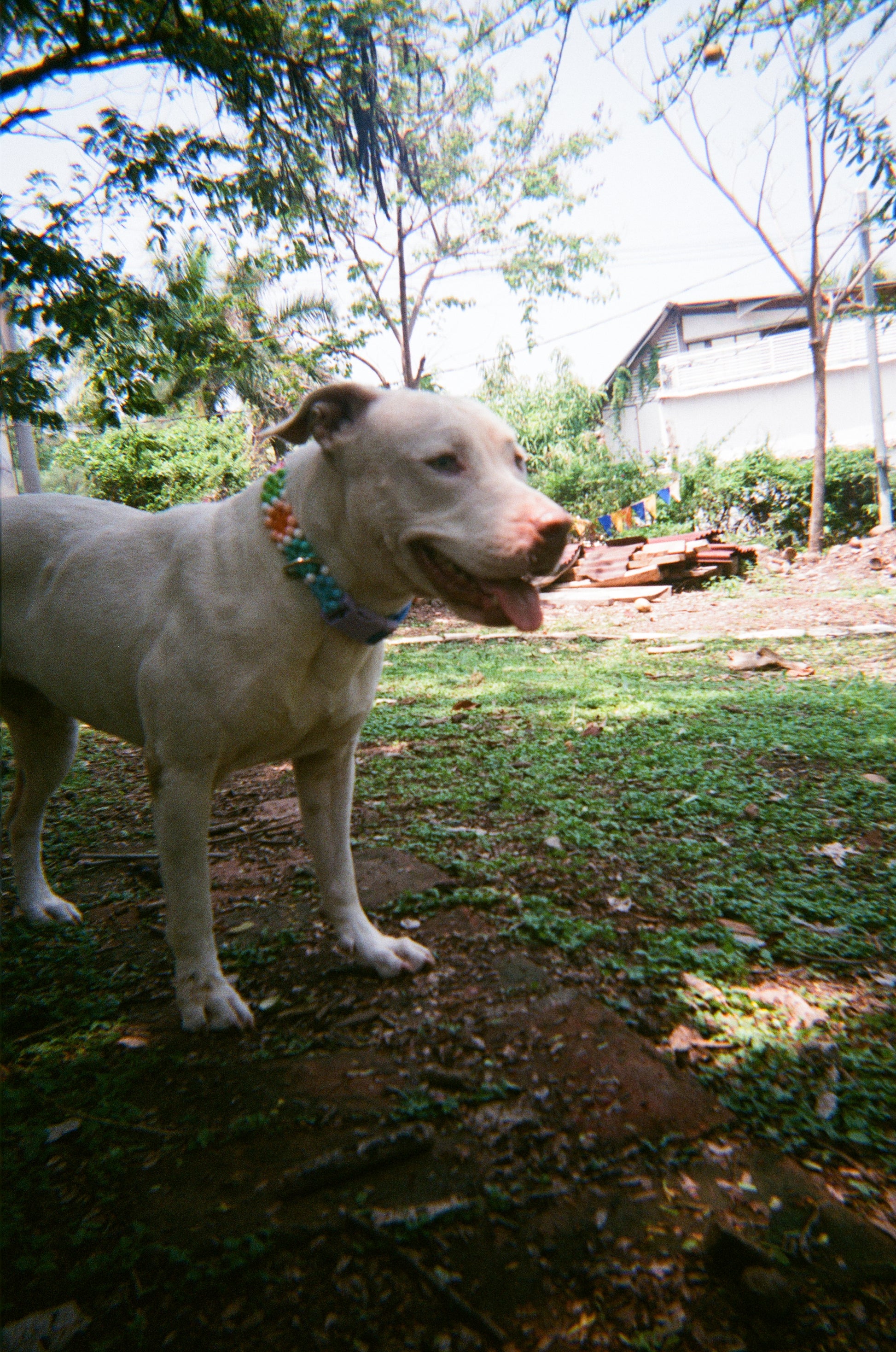 White dog with collar 