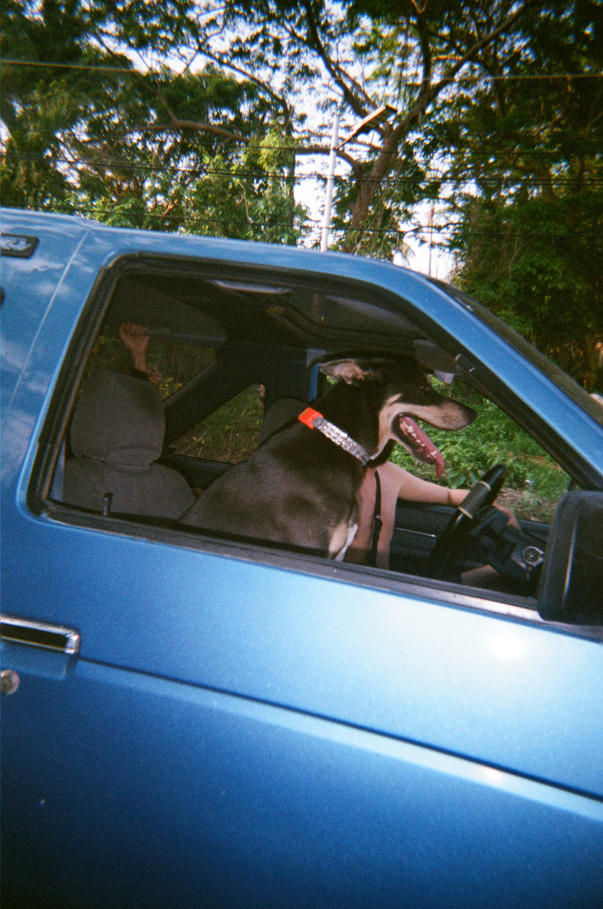 A black big dog  sitting in a car 