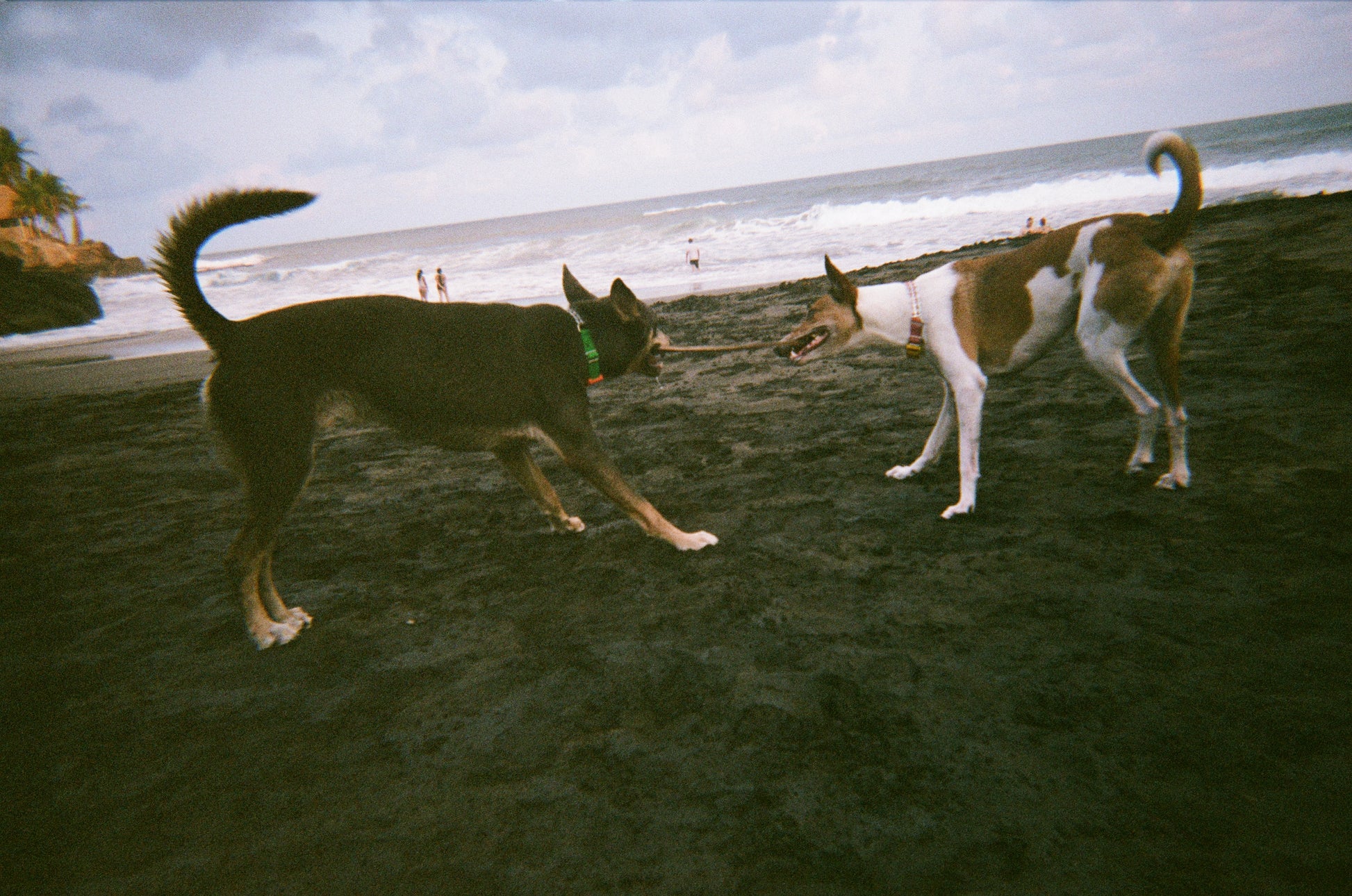 Two dogs playing at the beach 