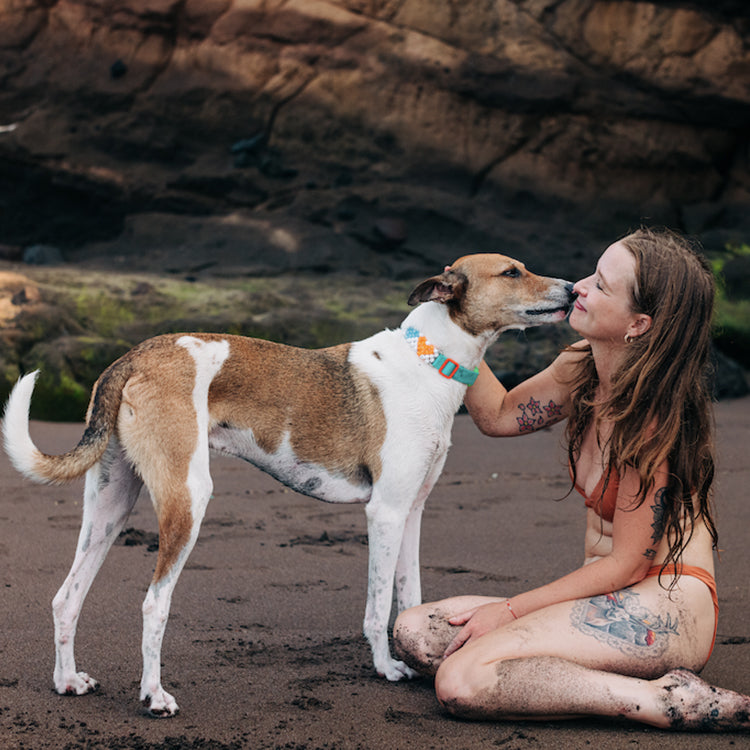 Reggie dog kissing a girl at the beach