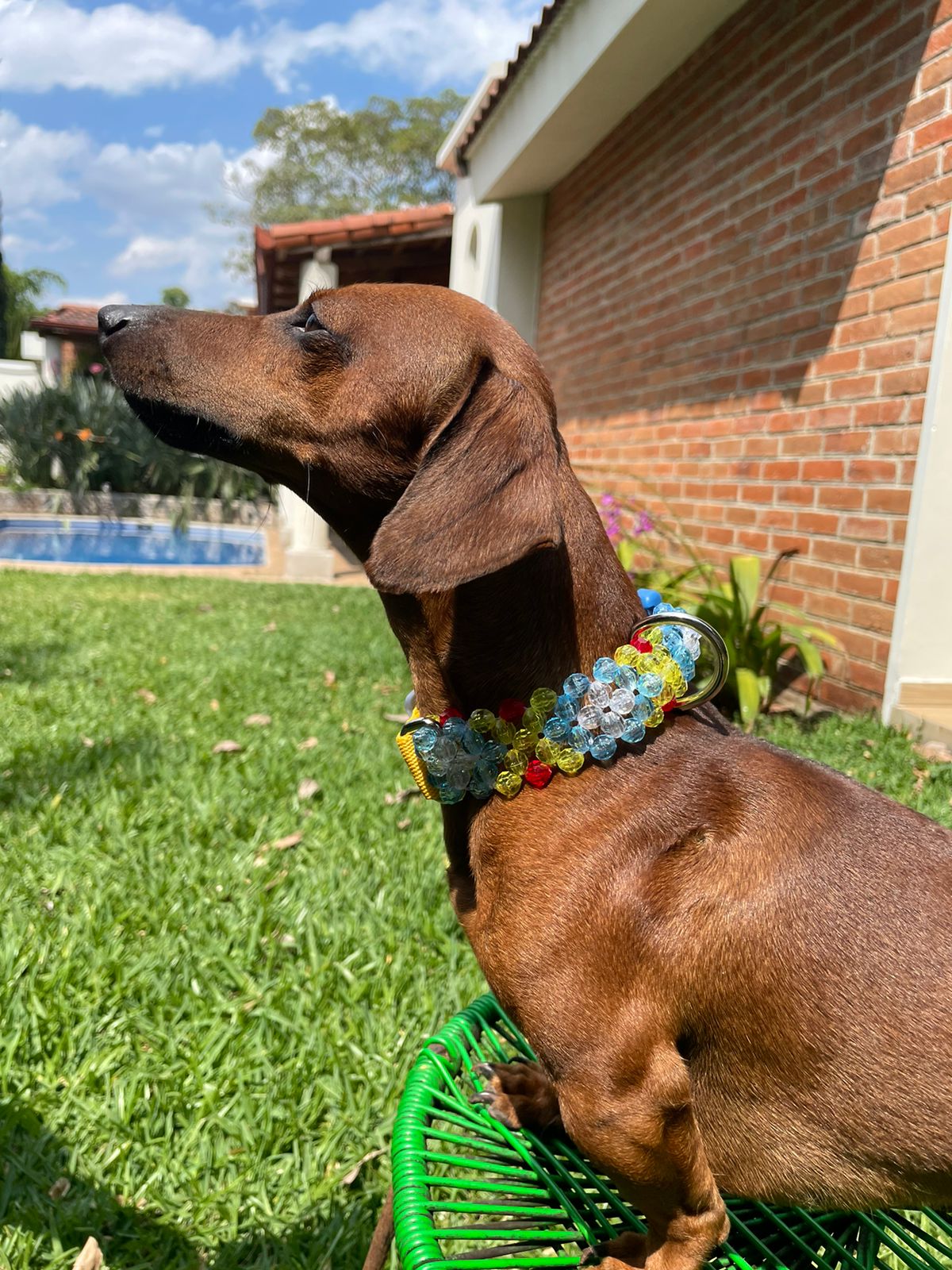 Dog with colorful collar