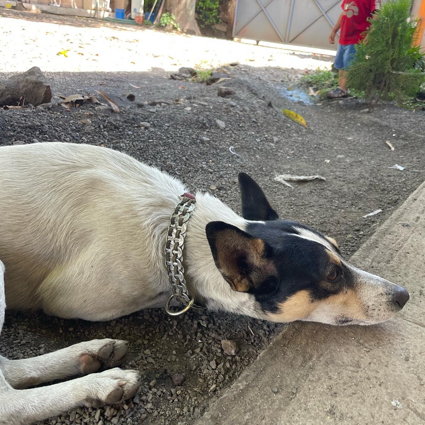 Dog resting with tropical contento collar