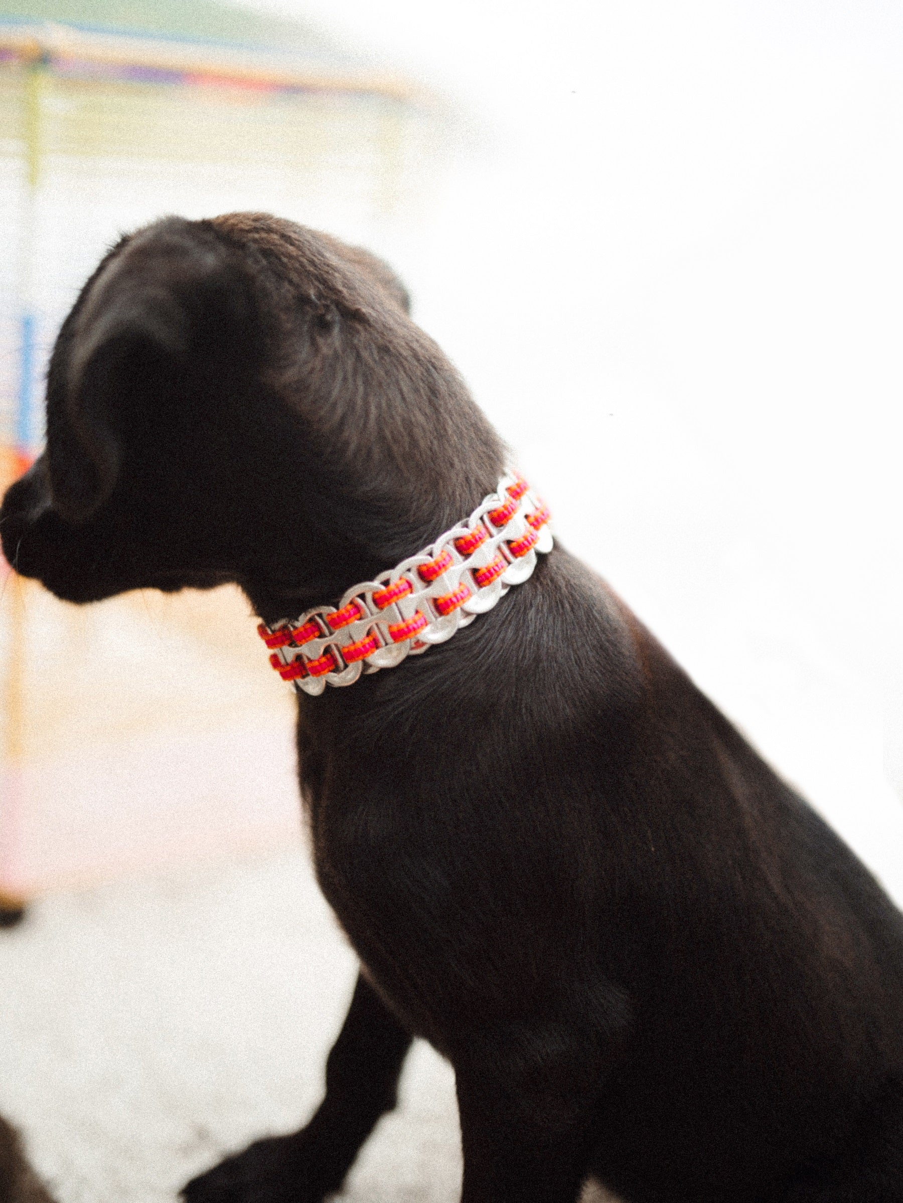 Black big dog with collar