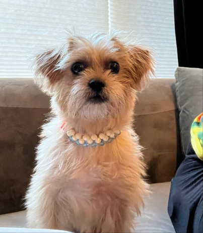 Colorful beads collar for pets