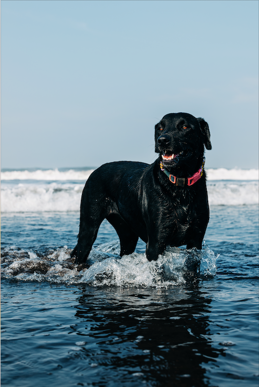 Black dog in beach