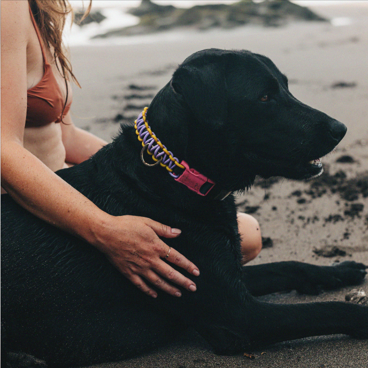 Black Dog with collar 