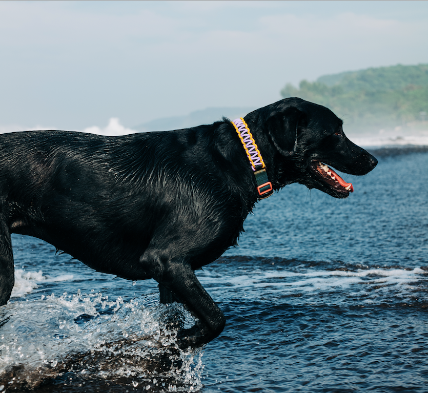 Black dog walking in beach