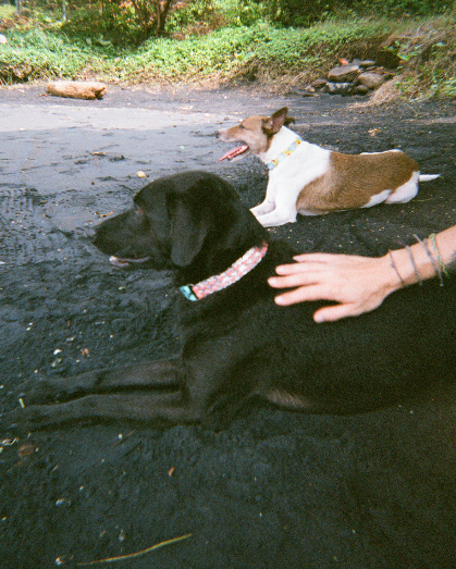 Two dogs resting at the beach 