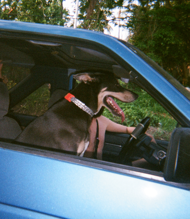 A black big dog  sitting in a car 