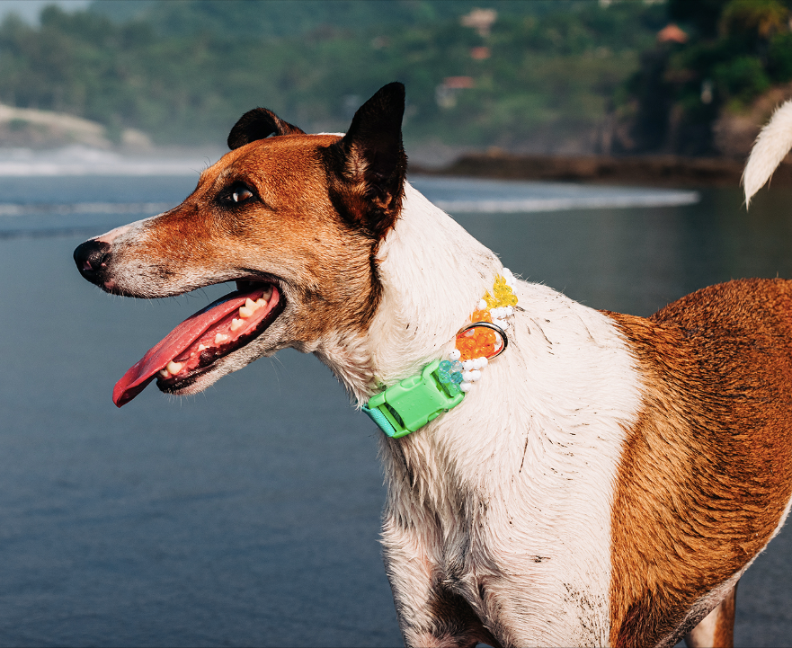 Dog with colorful collar