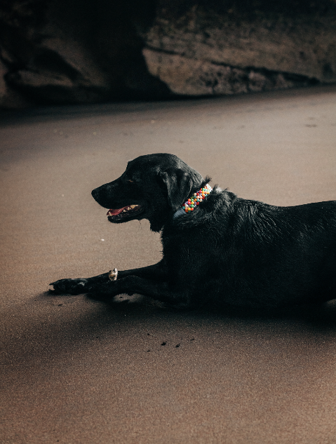 Black dog with collar