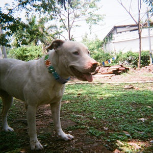 White dog with Colorful beads 