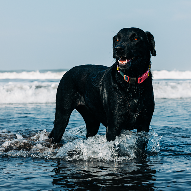 Black dog walking in beach