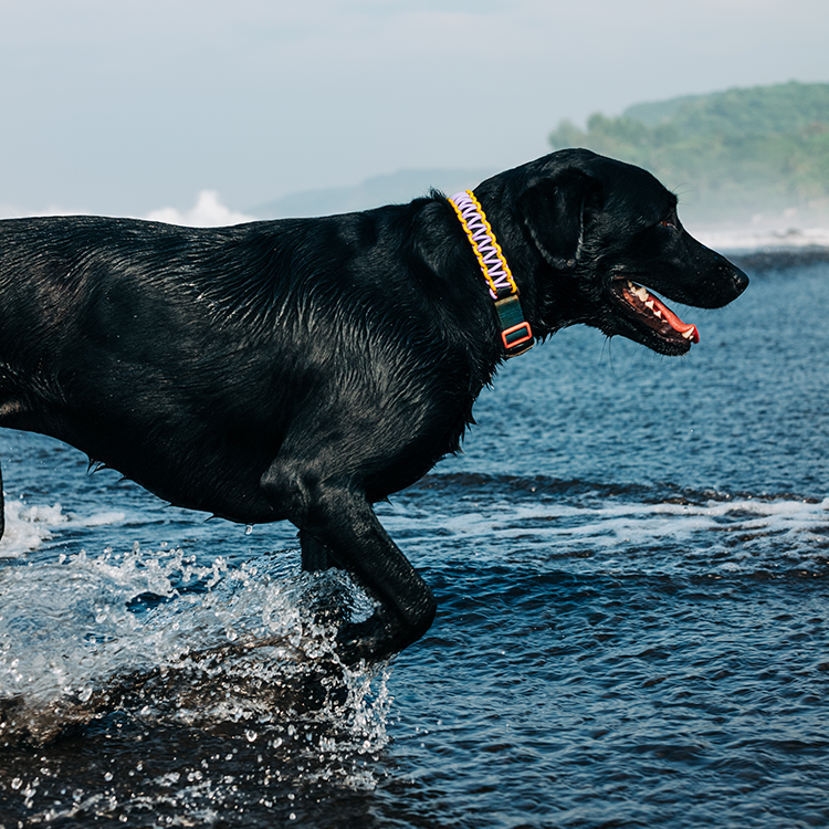 Black dog on beach