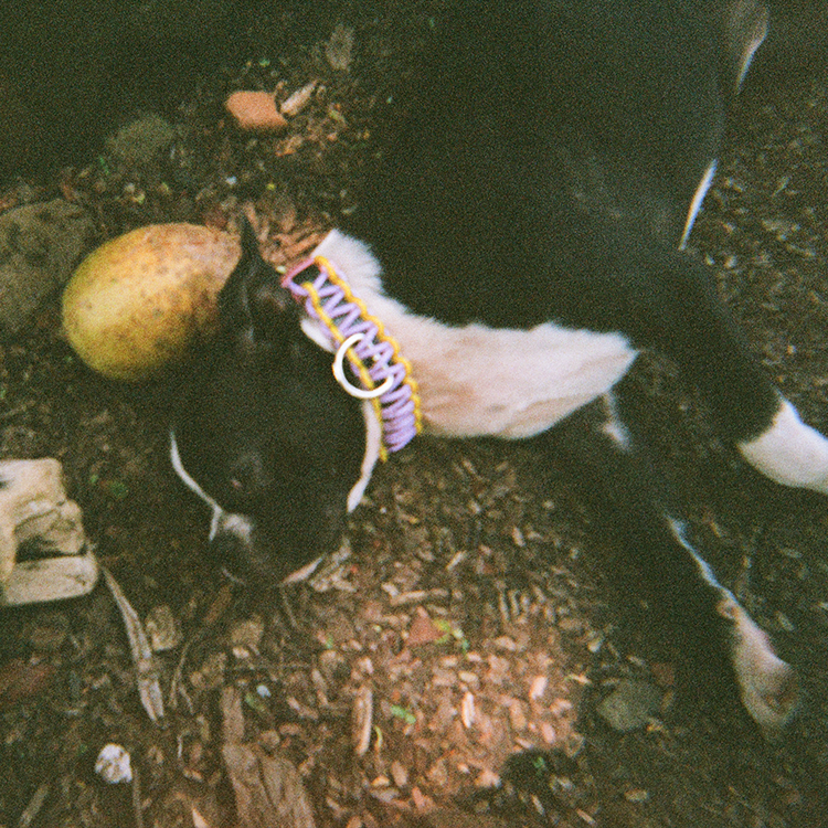 Boston Terrier sleeping