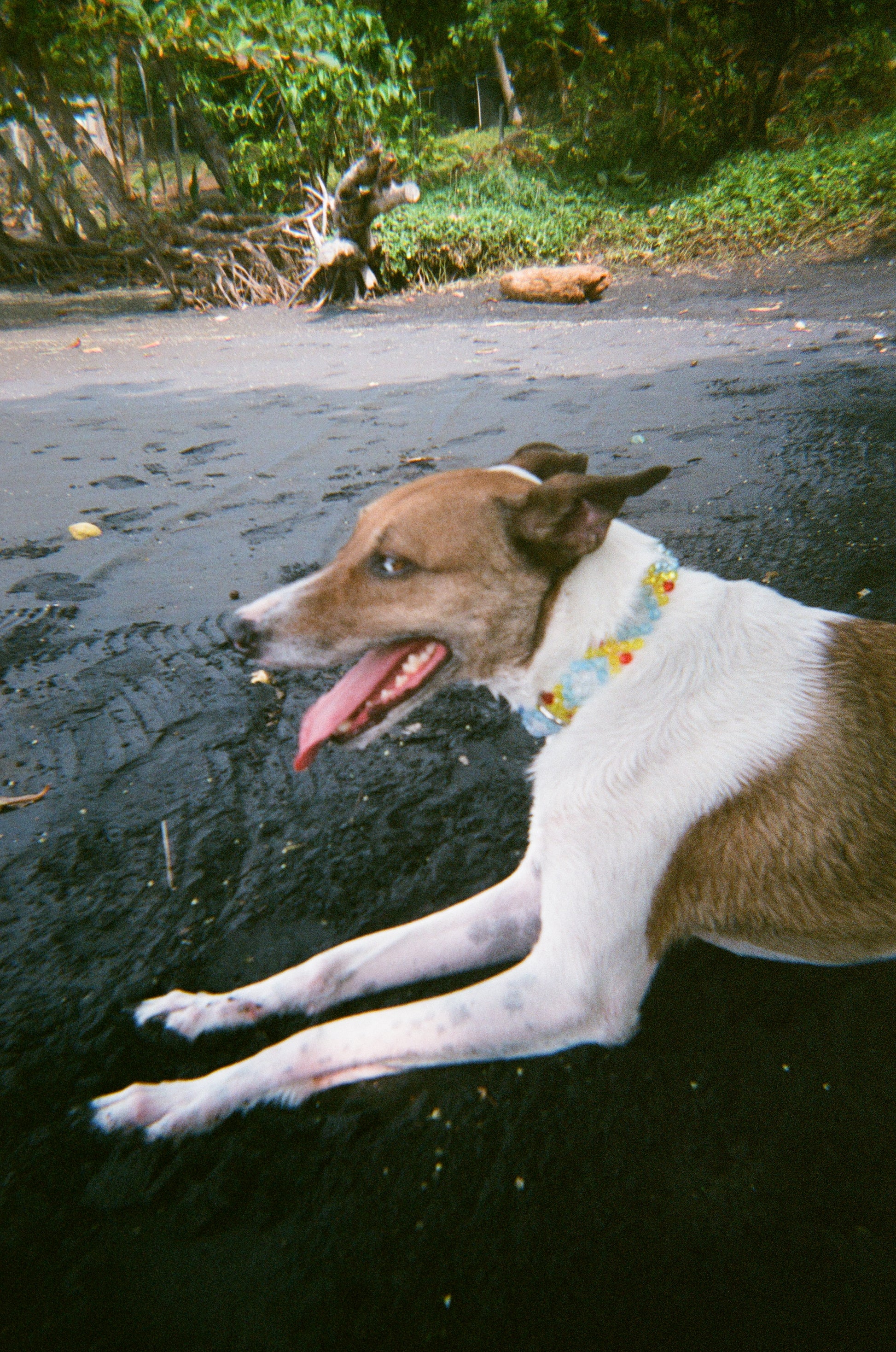 Dog laying down