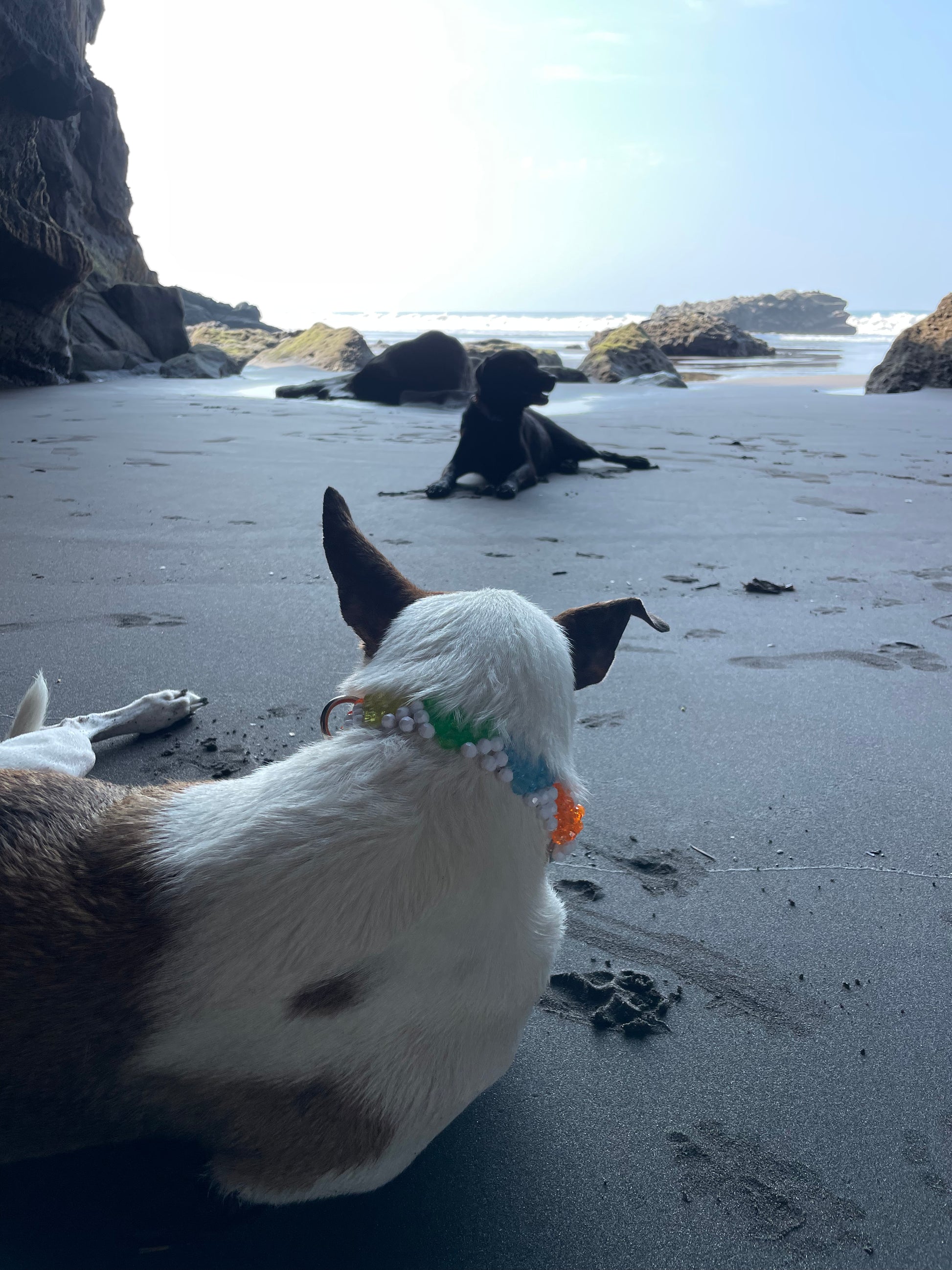 Dogs on the beach