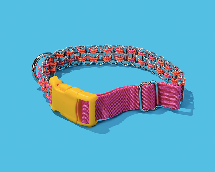 Colorful dog collar