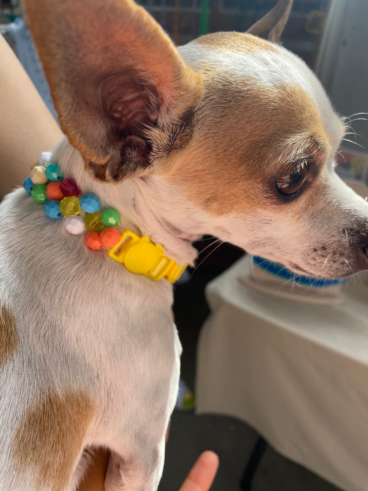 Chihuahua With Collar