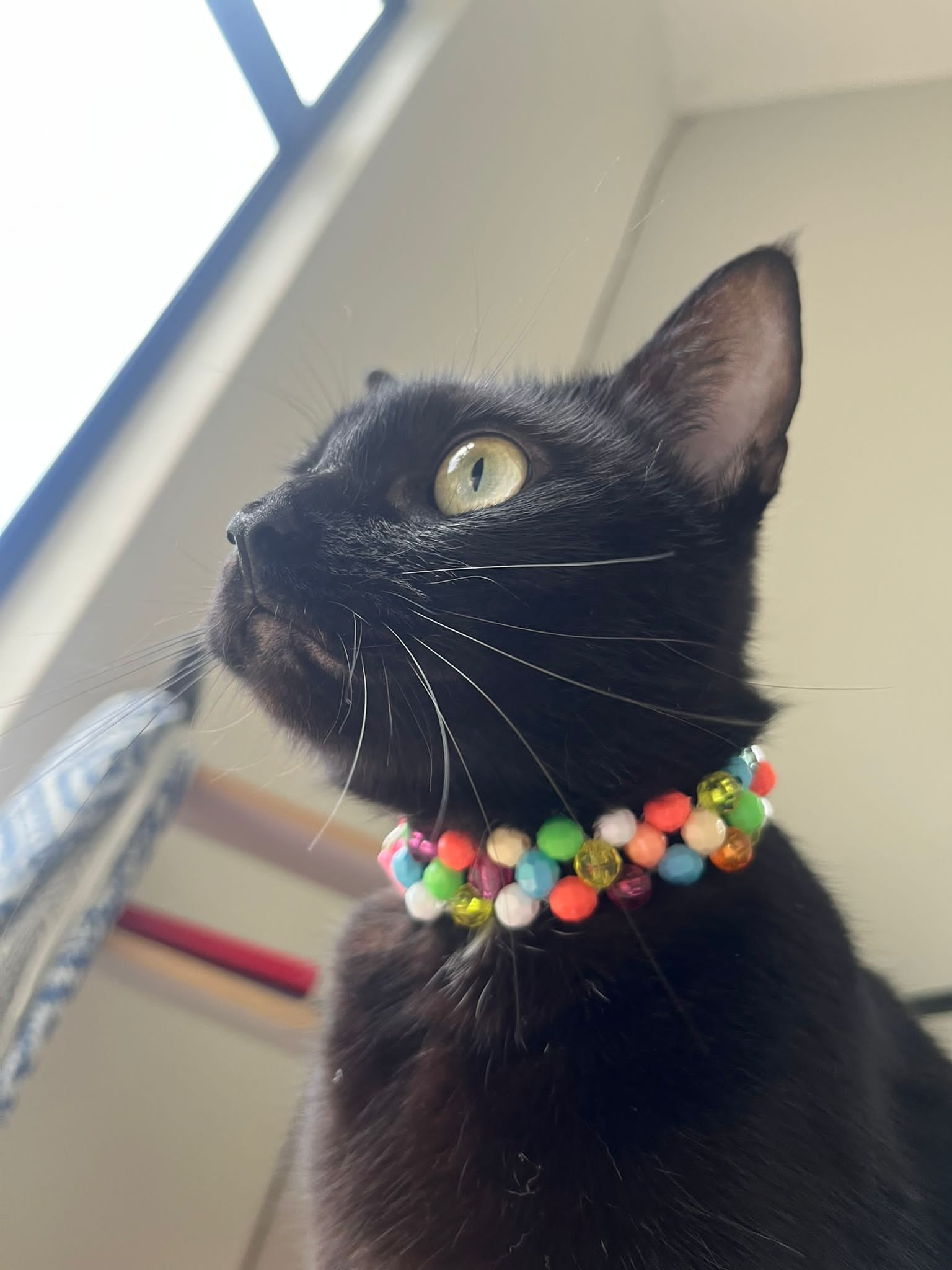 Colorful bead collar and black cat