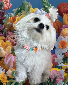 Small white dog with colorful  collar