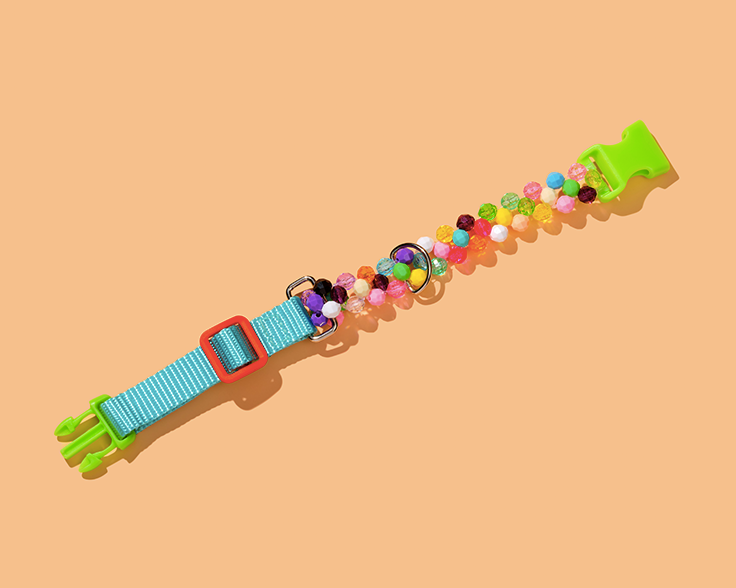 Colorful small dog collar