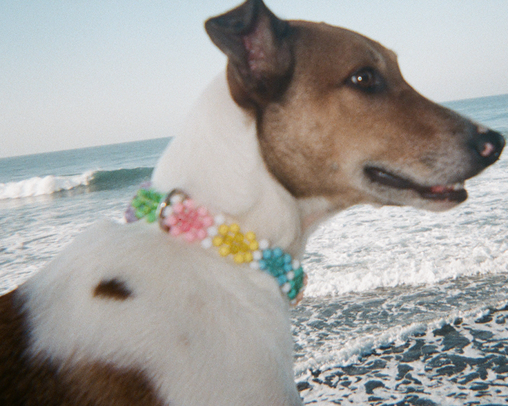 Colorful dog collar