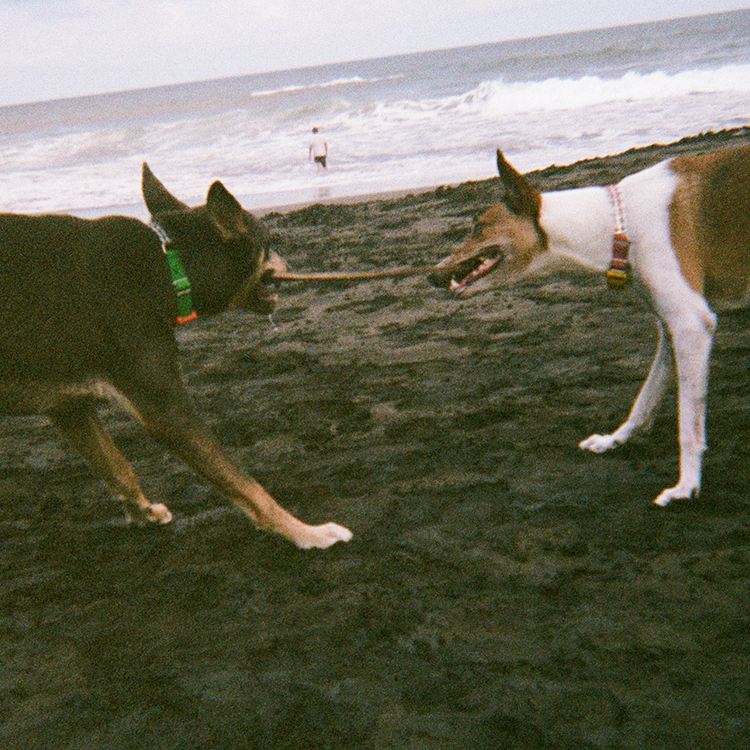 Two dogs playing at the beach