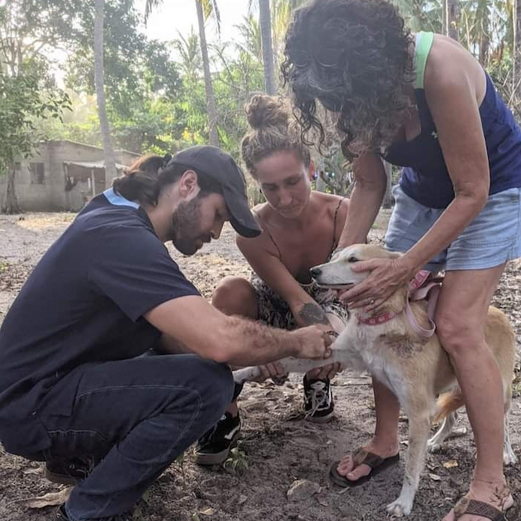 Giving medical attention to a dog